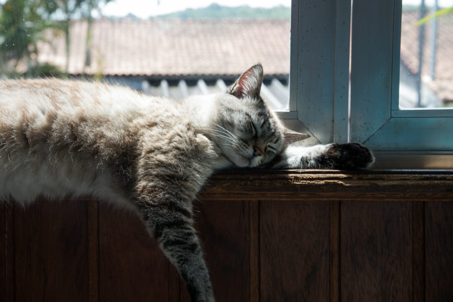 Katze Will Nicht Raus Katzenschlau De