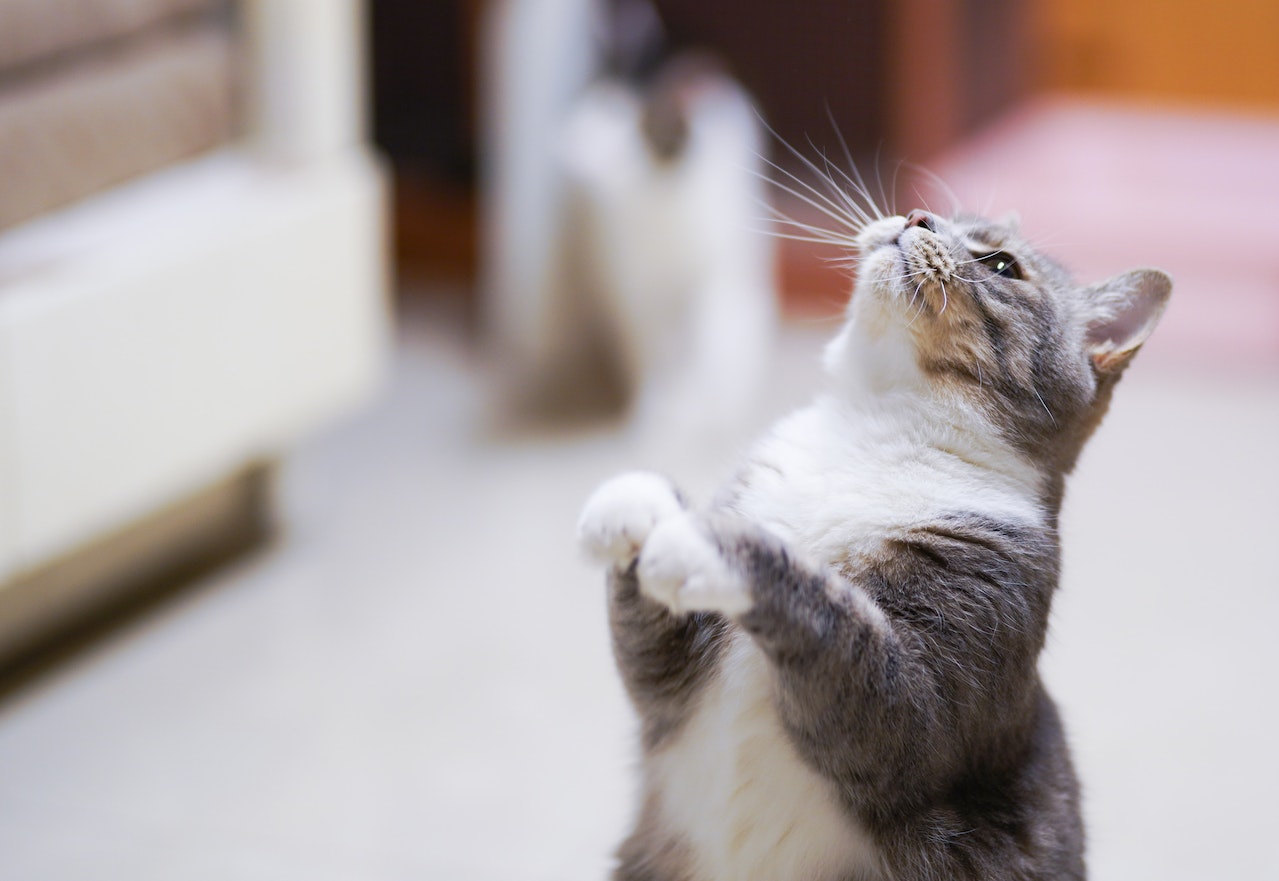 Ist meine Katze süchtig nach Leckerlis katzenschlau de