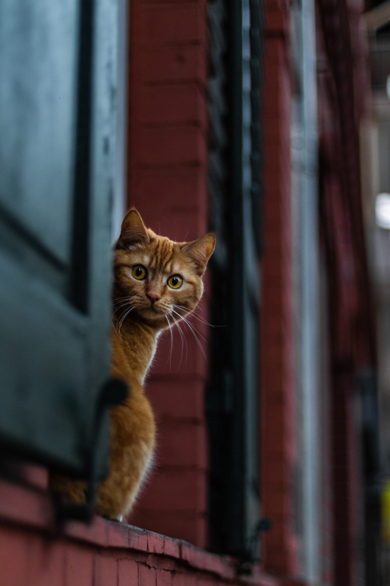 Katze will nicht raus katzenschlau.de